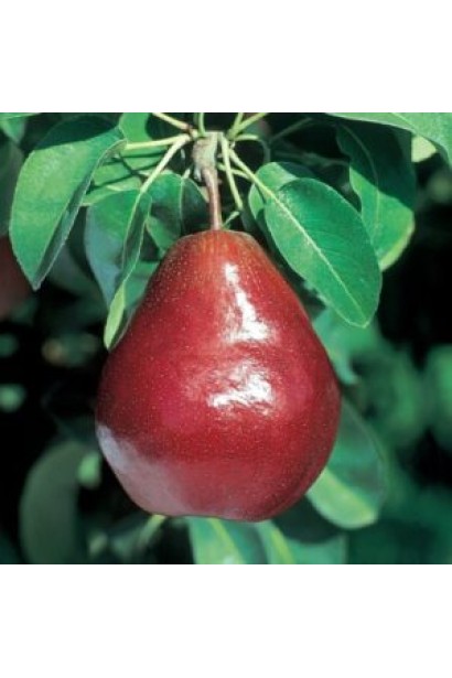 Груша Кармен — червоний стиглий плід на гілці